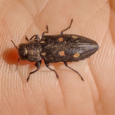 Chrysobothris sp. (genus) (Jewel beetle) at Lions Youth Haven - Westwood Farm A.C.T. - 26 Dec 2020 by HelenCross
