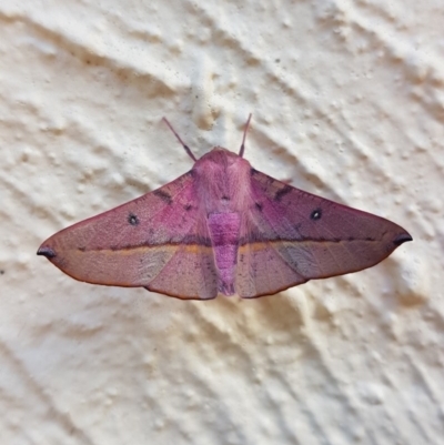 Oenochroma vinaria (Pink-bellied Moth, Hakea Wine Moth) at Hawker, ACT - 24 Dec 2020 by alirfh