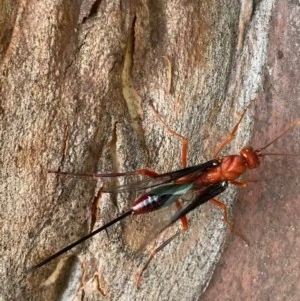Ichneumonidae (family) at Murrumbateman, NSW - 26 Dec 2020