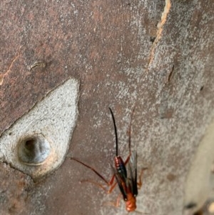 Ichneumonidae (family) at Murrumbateman, NSW - 26 Dec 2020