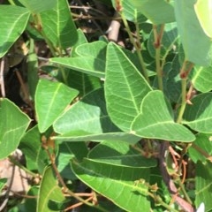 Hardenbergia violacea (False Sarsaparilla) at Symonston, ACT - 19 Dec 2020 by Tapirlord