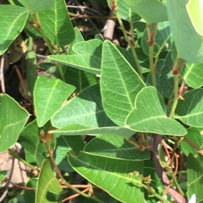 Hardenbergia violacea (False Sarsaparilla) at Symonston, ACT - 19 Dec 2020 by Tapirlord