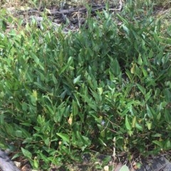 Hardenbergia violacea at Symonston, ACT - 19 Dec 2020