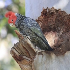 Callocephalon fimbriatum at Acton, ACT - 31 Jul 2020