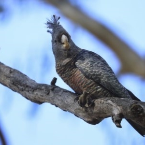 Callocephalon fimbriatum at Acton, ACT - 31 Jul 2020