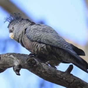 Callocephalon fimbriatum at Acton, ACT - 31 Jul 2020