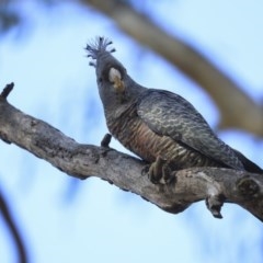 Callocephalon fimbriatum at Acton, ACT - 31 Jul 2020