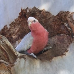 Eolophus roseicapilla (Galah) at Acton, ACT - 31 Jul 2020 by AlisonMilton