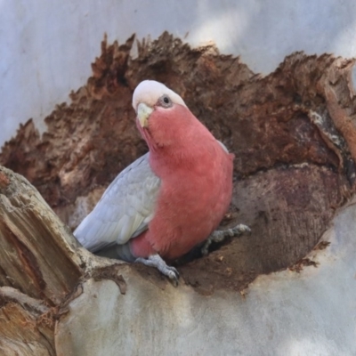 Eolophus roseicapilla (Galah) at Acton, ACT - 31 Jul 2020 by AlisonMilton