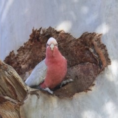 Eolophus roseicapilla at Acton, ACT - 31 Jul 2020