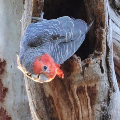 Callocephalon fimbriatum (Gang-gang Cockatoo) at GG229 - 26 Dec 2020 by JackyF