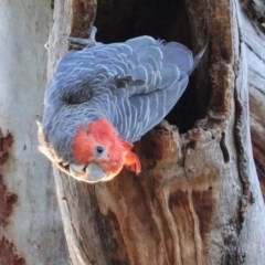 Callocephalon fimbriatum (Gang-gang Cockatoo) at Hughes Grassy Woodland - 26 Dec 2020 by JackyF