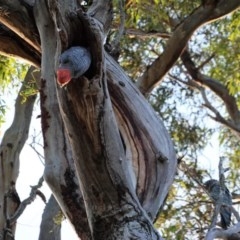 Callocephalon fimbriatum at Hughes, ACT - 26 Dec 2020