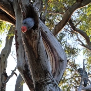 Callocephalon fimbriatum at Hughes, ACT - 26 Dec 2020