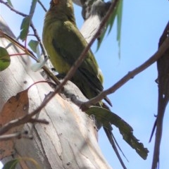 Polytelis swainsonii (Superb Parrot) at Hughes, ACT - 26 Dec 2020 by JackyF