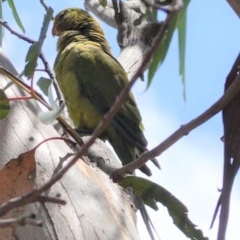 Polytelis swainsonii at Hughes, ACT - 26 Dec 2020