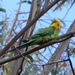 Polytelis swainsonii (Superb Parrot) at Hughes, ACT - 26 Dec 2020 by JackyF