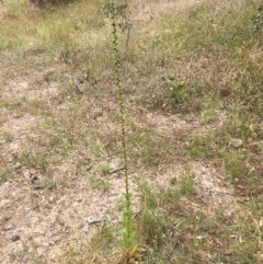 Verbascum virgatum (Green Mullein) at Garran, ACT - 19 Dec 2020 by Tapirlord