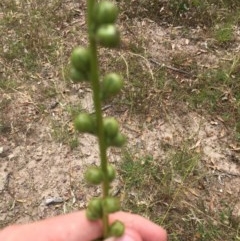 Verbascum virgatum at Garran, ACT - 19 Dec 2020