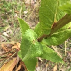 Verbascum virgatum at Garran, ACT - 19 Dec 2020