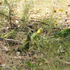 Polytelis swainsonii (Superb Parrot) at Hughes Grassy Woodland - 26 Dec 2020 by JackyF