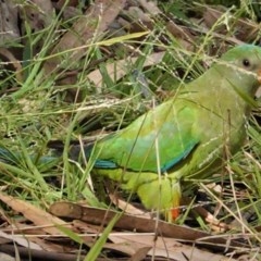 Polytelis swainsonii at Hughes, ACT - 26 Dec 2020