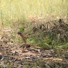 Polytelis swainsonii at Hughes, ACT - suppressed