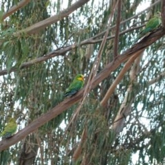 Polytelis swainsonii at Hughes, ACT - suppressed