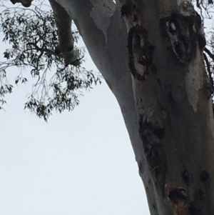 Trichoglossus moluccanus at Garran, ACT - 19 Dec 2020