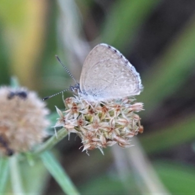 Zizina otis (Common Grass-Blue) at Red Hill to Yarralumla Creek - 26 Dec 2020 by JackyF