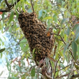 Apis mellifera at Hughes, ACT - 26 Dec 2020 05:14 PM