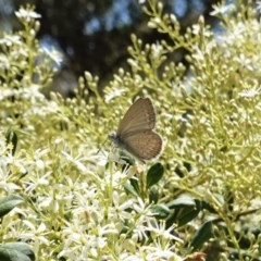 Zizina otis (Common Grass-Blue) at Red Hill Nature Reserve - 26 Dec 2020 by JackyF