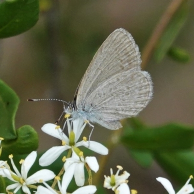 Zizina otis (Common Grass-Blue) at Red Hill Nature Reserve - 26 Dec 2020 by JackyF