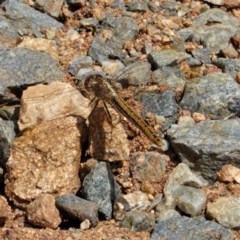 Diplacodes haematodes (Scarlet Percher) at Hughes Grassy Woodland - 23 Dec 2020 by JackyF