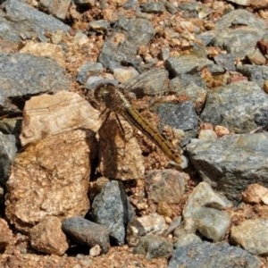 Diplacodes haematodes at Hughes, ACT - 23 Dec 2020