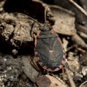 Diemenia rubromarginata at Bruce, ACT - 28 Aug 2020