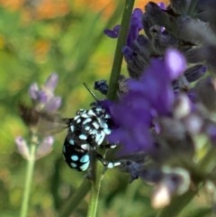 Thyreus caeruleopunctatus (Chequered cuckoo bee) at Holt, ACT - 26 Dec 2020 by Simonster