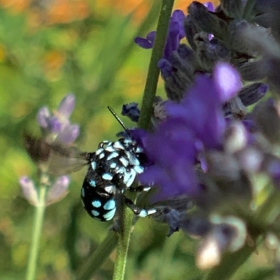 Thyreus caeruleopunctatus (Chequered cuckoo bee) at Holt, ACT - 26 Dec 2020 by Simonster