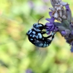 Thyreus caeruleopunctatus at Holt, ACT - 26 Dec 2020