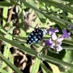 Thyreus caeruleopunctatus at Holt, ACT - suppressed