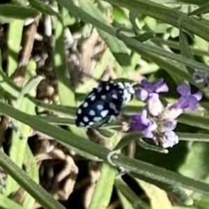 Thyreus caeruleopunctatus at Holt, ACT - suppressed