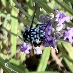 Thyreus caeruleopunctatus at Holt, ACT - suppressed