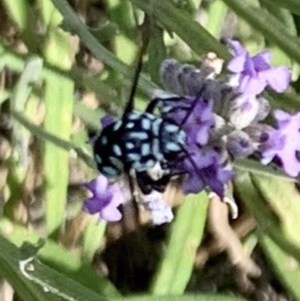 Thyreus caeruleopunctatus at Holt, ACT - 26 Dec 2020