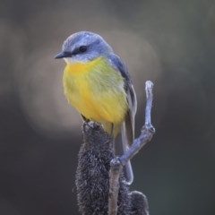 Eopsaltria australis (Eastern Yellow Robin) at ANBG - 31 Jul 2020 by Alison Milton