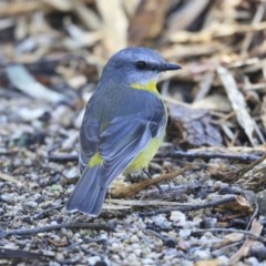 Eopsaltria australis at Acton, ACT - 31 Jul 2020