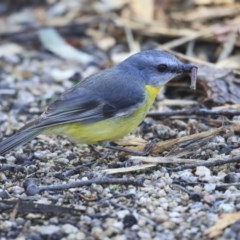 Eopsaltria australis at Acton, ACT - 31 Jul 2020