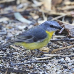 Eopsaltria australis at Acton, ACT - 31 Jul 2020