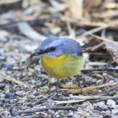 Eopsaltria australis at Acton, ACT - 31 Jul 2020