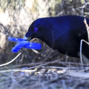 Ptilonorhynchus violaceus at Acton, ACT - 31 Jul 2020