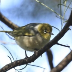 Zosterops lateralis (Silvereye) at ANBG - 31 Jul 2020 by Alison Milton